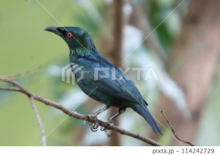 Malaienstar   Asian glossy starling   (Aplonis panayensis) 114242729