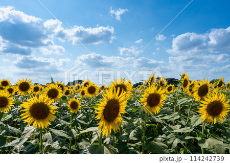ひまわり畑と青空 ひまわり畑と青空 114242739