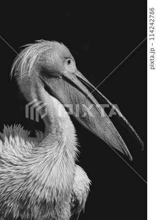 ペリカン 114242786