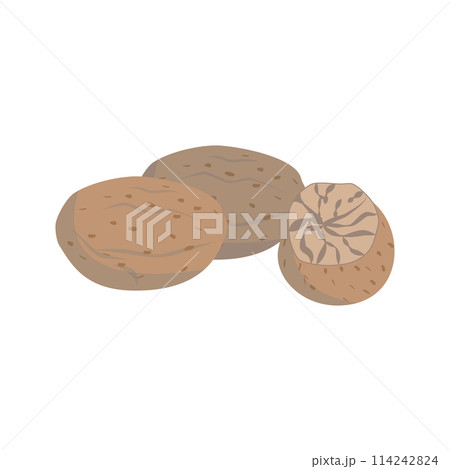 Vector nutmeg illustration isolated in cartoon style. Herbs and Species Series 114242824