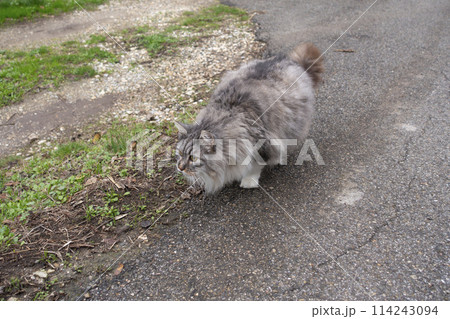 もこもこ毛皮の愛嬌のある猫 もこもこ毛皮の愛嬌のある猫 114243094