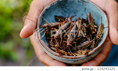 A bowl full of crickets - concept of eating insects as a modern source of food protein 114243125