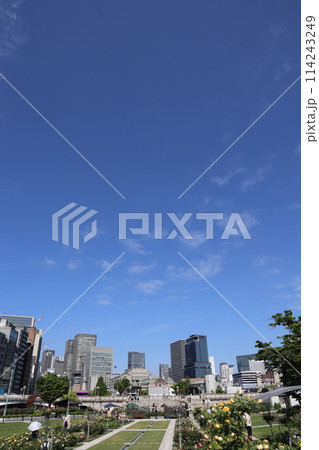 大阪中之島バラ園2024㉒ 114243249