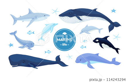 Blue whales. Dolphin, shark and narwhal underwater fish, Nordic marine or ocean water hunting in wildlife. Childish nursery decor collection. Different mammals. Vector cartoon illustration 114243294
