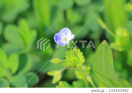 春の草花　オオイヌノフグリ 114243402