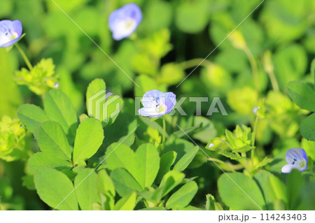 春の草花　オオイヌノフグリ 114243403