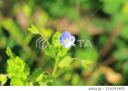 春の草花　オオイヌノフグリ 114243405