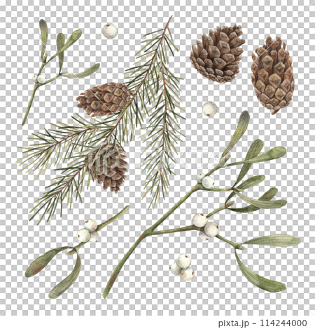 Fir branches, pine cones and mistletoe, Christmas set of watercolor botanical illustrations on isolated background. Drawing for Christmas and New Year holidays 2025, invitations, cards, wrapping paper 114244000