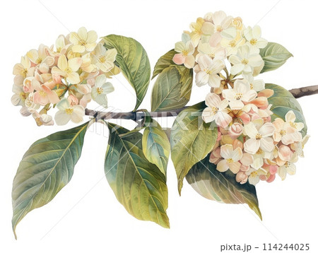 Viburnum colorful flower watercolor isolated on white background 114244025