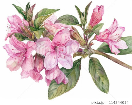 Weigela colorful flower watercolor isolated on white background Weigela colorful flower watercolor isolated on white background 114244034