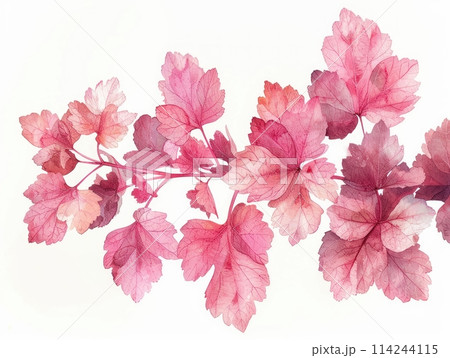 Coral Bells colorful flower watercolor isolated on white background Coral Bells colorful flower watercolor isolated on white background 114244115