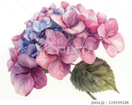 Hydrangea colorful flower watercolor isolated on white background 114244186