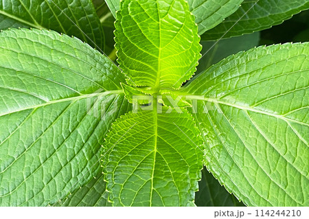 Colorful leaves texture, unusual green floral background Colorful leaves texture, unusual green floral background 114244210
