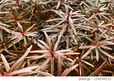 Colorful leaves texture, unusual floral background 114244212