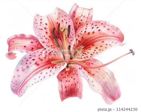 Lily colorful flower watercolor isolated on white background Lily colorful flower watercolor isolated on white background 114244230