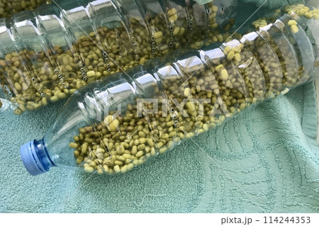 Mound of sprouted mung beans with small roots for eating in water in germinator in the form transparent plastic bottles on the table. Close-up 114244353
