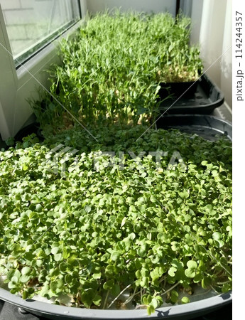 A lot of fresh green sprouts of peas, herbs and plants for salad.. Microgreens in black containers. Concept of diet, vegetarianism, vegan, healthy products and proper nutrition. Close-up A lot of fresh green sprouts of peas, herbs and plants for salad.. Microgreens in black containers. Concept of diet, vegetarianism, vegan, healthy products and proper nutrition. Close-up 114244357
