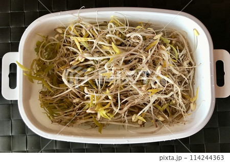 Mound of sprouted mung beans with small roots for eating in water in white germinator on the table. Concept of diet, vegetarianism, vegan, healthy products and proper nutrition. Close-up Mound of sprouted mung beans with small roots for eating in water in white germinator on the table. Concept of diet, vegetarianism, vegan, healthy products and proper nutrition. Close-up 114244363