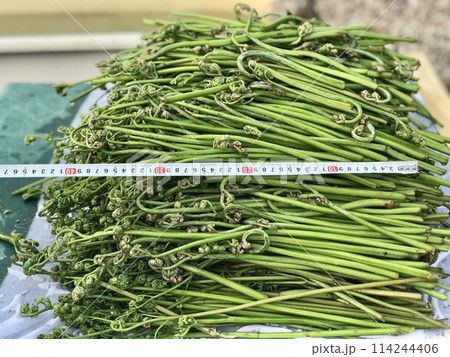 There are a lot of Bracken fern on the table after harvesting. The white ruler shows the large size of the stack. Wild plants are useful plants that are traditionally harvested for food. Close-up There are a lot of Bracken fern on the table after harvesting. The white ruler shows the large size of the stack. Wild plants are useful plants that are traditionally harvested for food. Close-up 114244406
