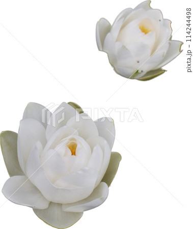 White blooming water lilies isolated refers to the beautiful aquatic plants with pristine white blossoms that grow in solitude, creating a serene and tranquil natural scene 114244498