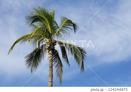 Palm tree leaves against the sky, colorful juicy tropical background 114244975