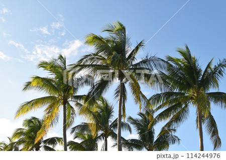 Palm tree leaves against the sky, colorful juicy tropical background 114244976