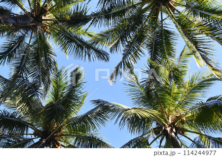 Palm tree leaves against the sky, colorful juicy tropical background Palm tree leaves against the sky, colorful juicy tropical background 114244977