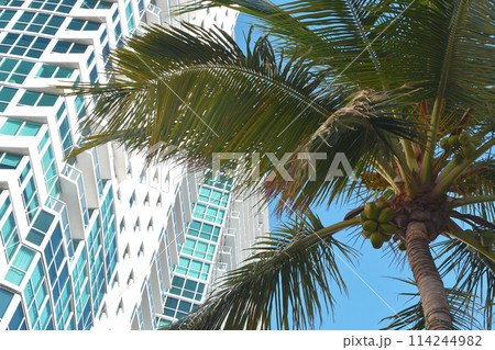 Palm tree leaves against the sky, colorful juicy tropical background Palm tree leaves against the sky, colorful juicy tropical background 114244982