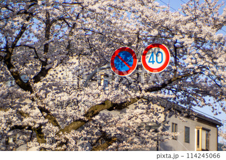 桜が咲く春の道路標識 114245066