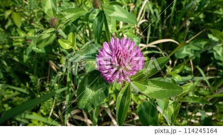 ムラサキツユクサ 114245164