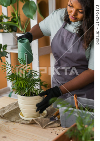 Spring hobby diversity african american woman watering plant flower pot houseplant with dirt or soil at home. Gardening plant and green tropical concept Spring hobby diversity african american woman watering plant flower pot houseplant with dirt or soil at home. Gardening plant and green tropical concept 114245173