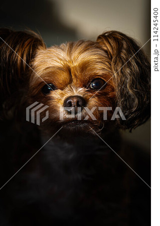 ミックス犬 114245400