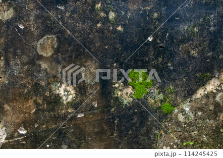 Moss on the cement wall texture and background for design and decoration Moss on the cement wall texture and background for design and decoration 114245425