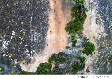 Moss on the cement wall texture and background for design and decoration 114245426