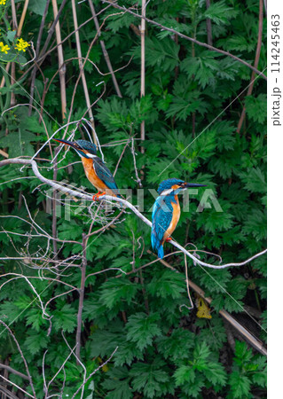 カワセミ夫婦 114245463