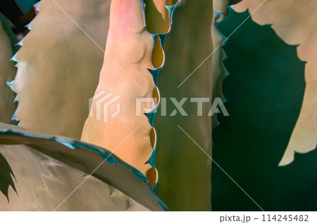 Colorful aloe leaves texture, unusual floral background 114245482