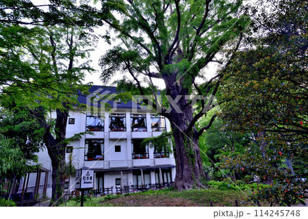 日比谷公園の首賭けイチョウとレストラン松本楼の風景 114245748