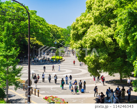 東京　GWの代々木公園 114246343
