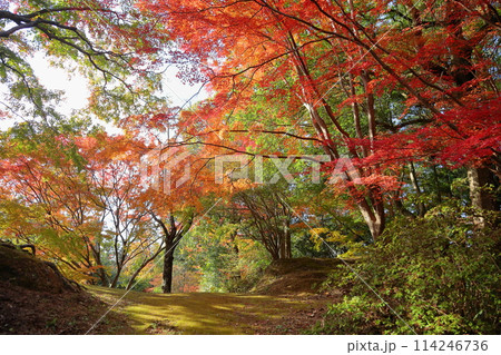 綺麗 色づくイロハモミジ 峠 綺麗 色づくイロハモミジ 峠 114246736
