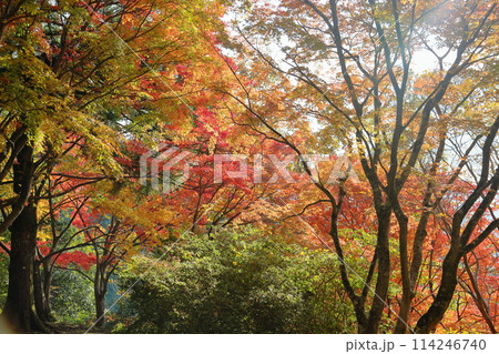 鮮やか　紅葉　イロハモミジ 114246740