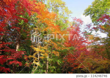 鮮やか　色づく　イロハモミジ 114246746