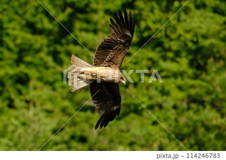 新緑の中、獲物を探し飛翔するトビ 114246783