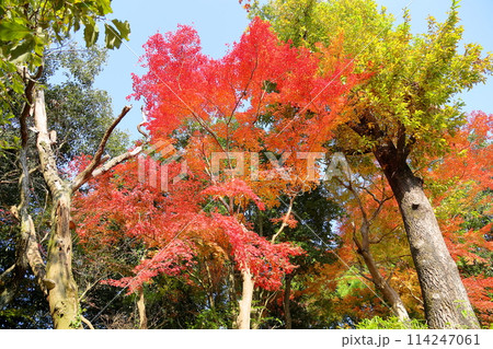 鮮やか 紅葉 イロハモミジ 鮮やか 紅葉 イロハモミジ 114247061