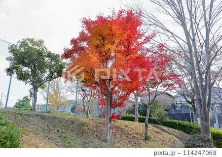 鮮やか 紅葉 イロハモミジ 鮮やか 紅葉 イロハモミジ 114247068