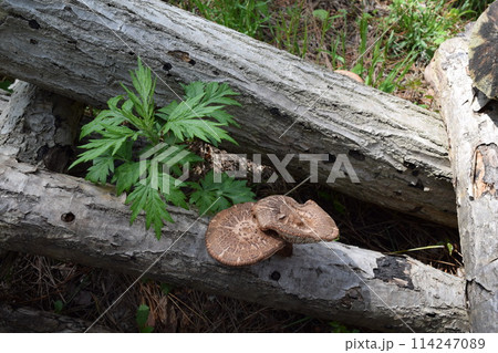 キノコの原木栽培 114247089