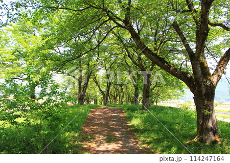 かまくら桜ヶ丘公園・新緑 114247164