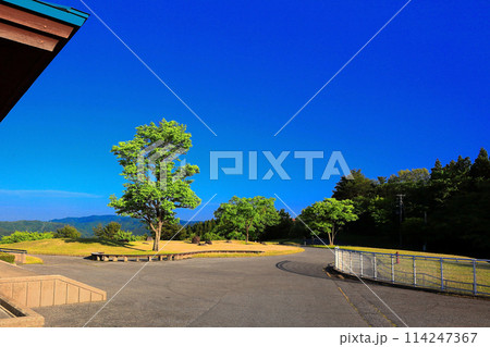 新緑の眺海の森　青空と新緑 114247367