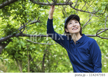 植物を眺める女性 植物を眺める女性 114247393