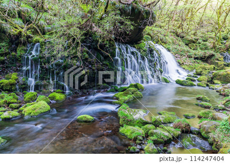 「秋田県」春の元滝伏流水と元滝川の風景 114247404