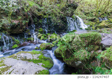 「秋田県」春の元滝伏流水と元滝川の風景 114247407
